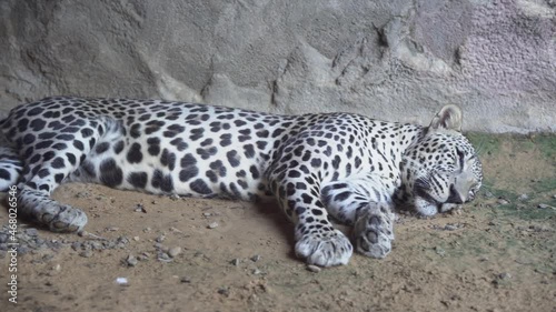 Arabian Leopard (Panthera pardus nimr) sleeping close up, a near extinct, very threatened Arabian animal in the UAE and Oman