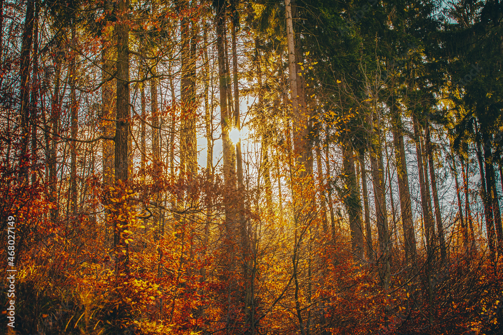 Fototapeta premium Autumn in Mountains, Poland 2021 November.