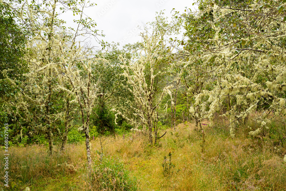 Hike to Paramo de Guacheneque, birthplace of the Bogota River. Lichen on shrub, typical of the andean vegetation. at Villapinzón, Cundinamarca, Colombia Hike to Paramo de Guacheneque, birthplace of the Bogota River. Lichen on shrub, typical of the andean vegetation. at Villapinzón, Cundinamarca, Colombia