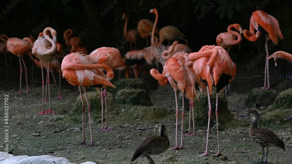 wild birds flamingos in dominican republic 4K video wild birds flamingos in dominican republic 4K video