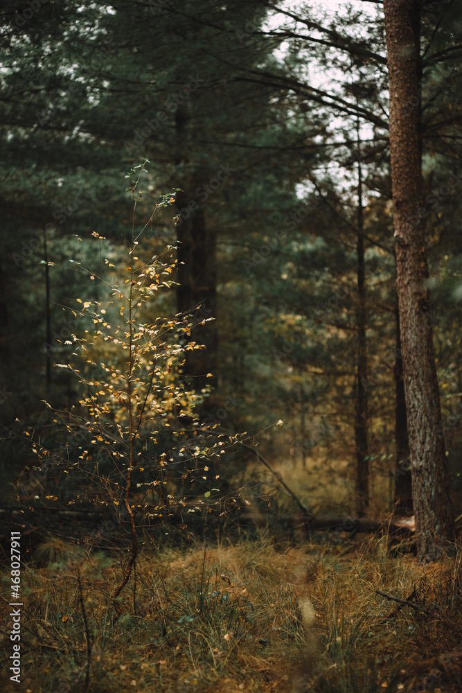 Naklejka premium Herbst im Wald