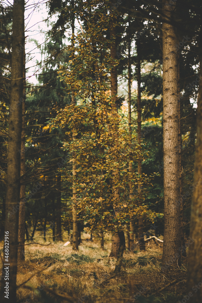 Fototapeta premium Herbst im Wald
