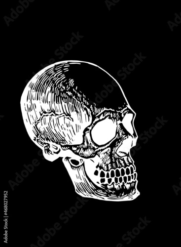 Graphical Mayan skull isolated on black, long skull of ancient tribe, vector illustration, halloween element.Paleontology 