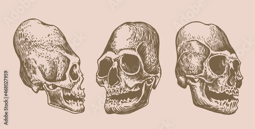 Graphical vintage set of Mayan skulls , long skull of ancient tribe, vector illustration, .Paleontological artifact	