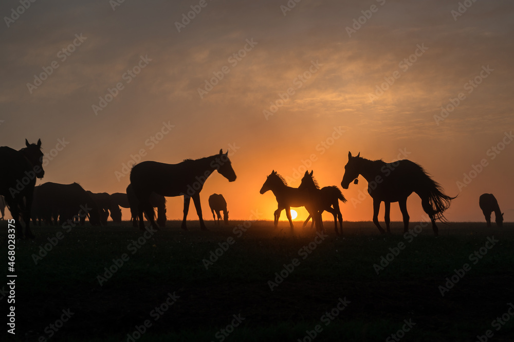 Silhouettes of horses at sunset with a beautiful sky Silhouettes of horses at sunset with a beautiful sky