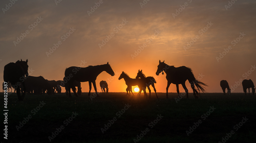 Silhouettes of horses at sunset with a beautiful sky Silhouettes of horses at sunset with a beautiful sky