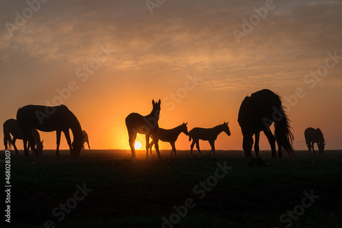 Silhouettes of horses at sunset with a beautiful sky