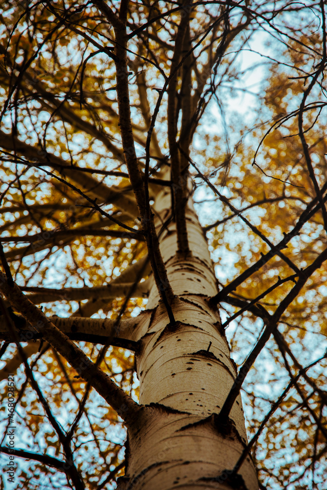 Fototapeta premium tree in the autumn