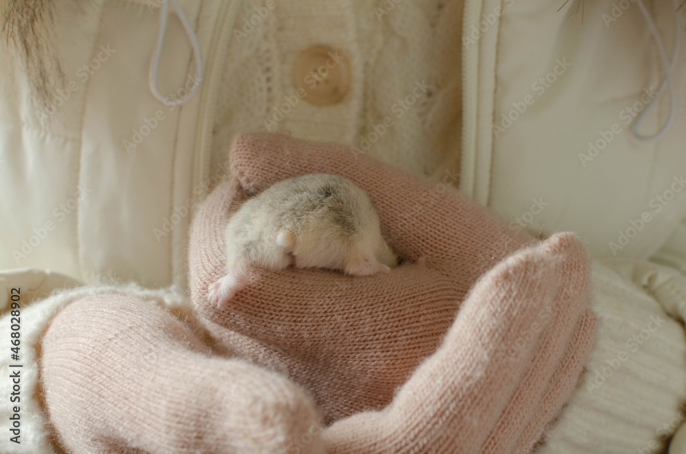 Adorable campbell's dwarf hamster in female hands. Adorable campbell's dwarf hamster in female hands.