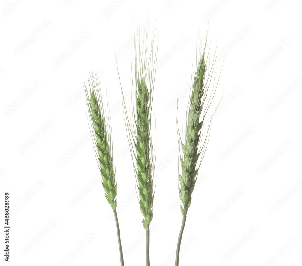 Green wheat spikelets on white background Green wheat spikelets on white background
