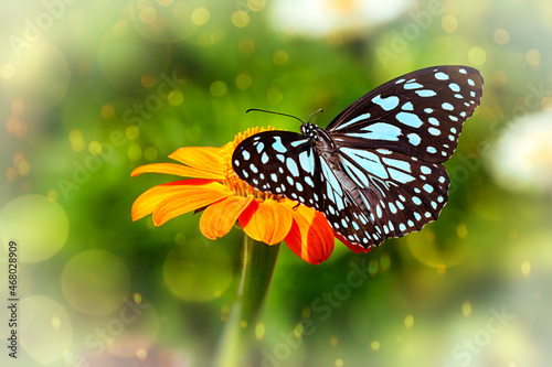 Blue tiger butterfly on a pink zinnia flower with green sparkling background.