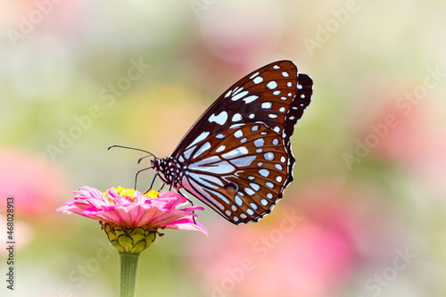 Blue tiger butterfly on a pink zinnia flower with green background
