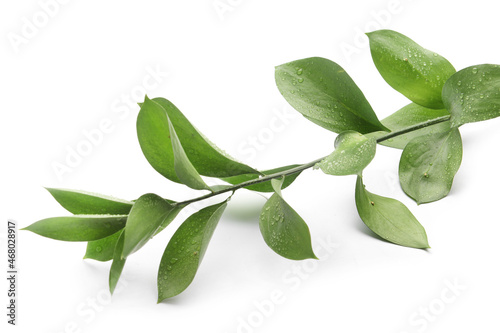 Fototapeta Naklejka Na Ścianę i Meble -  Branch with green leaves isolated on white