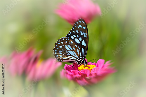 Blue tiger butterfly on a pink zinnia flower with green background.
