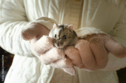 Adorable campbell's dwarf hamster in female hands.