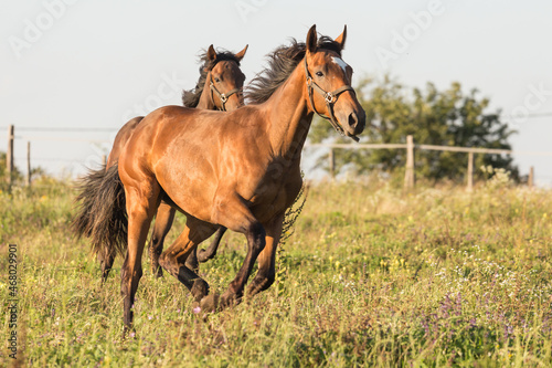Fototapeta Naklejka Na Ścianę i Meble -  Horses run gallop in meadow
