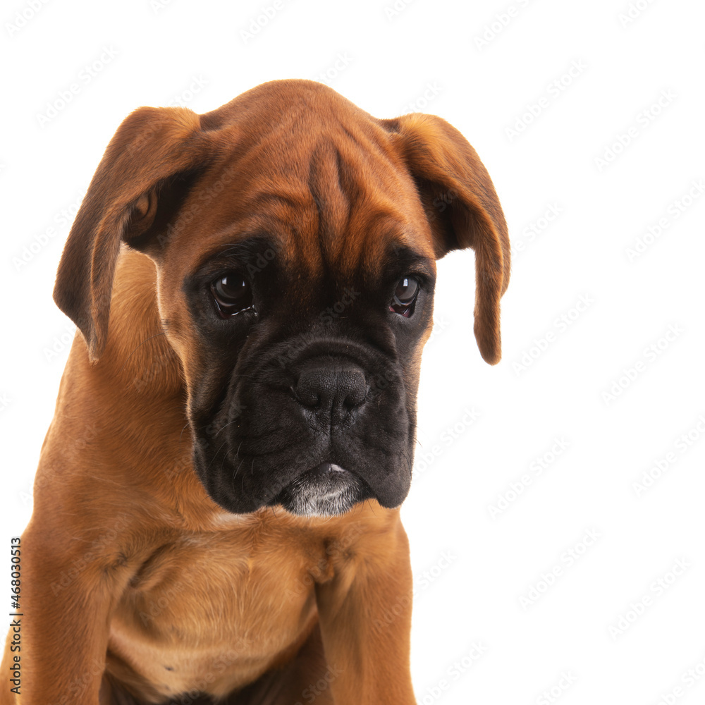 Portrait Boxer puppy on white background