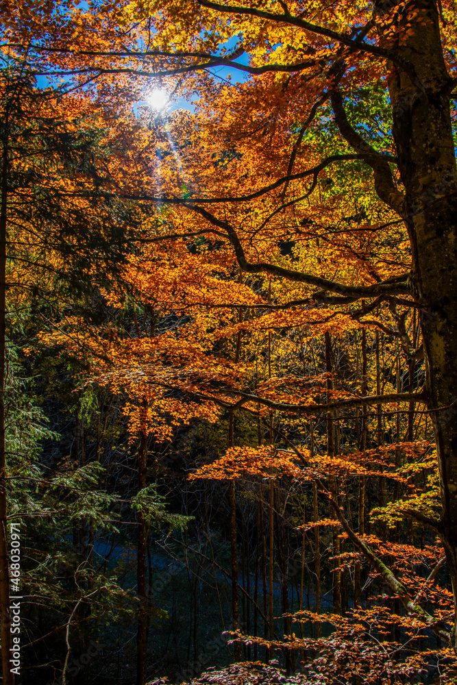 Rays of the sunlight trough the colorful tree leafs Rays of the sunlight trough the colorful tree leafs