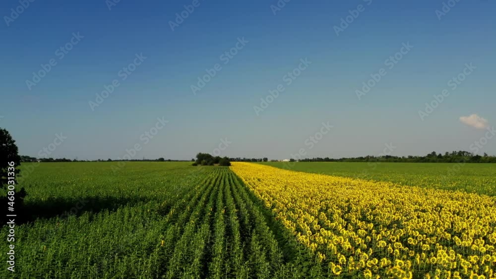 drone video of sunflower field. Beautiful aerial view above to the sunflowers field. Top view agriculture field with blooming sunflowers. Summer landscape with sunflowers. CINEMATIC SHOOTING. drone video of sunflower field. Beautiful aerial view above to the sunflowers field. Top view agriculture field with blooming sunflowers. Summer landscape with sunflowers. CINEMATIC SHOOTING.