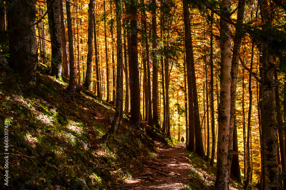 Fototapeta premium Lights and shadows on the footpath in the forest