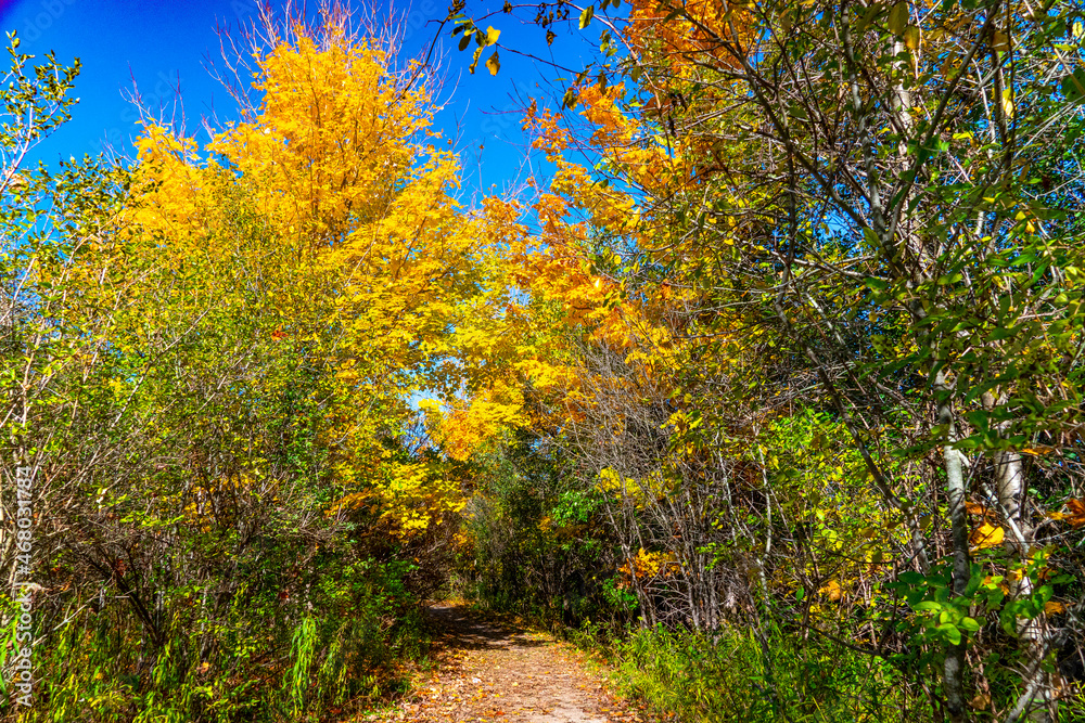 Bushes with yellow maple leaves and a path with fallen leaves