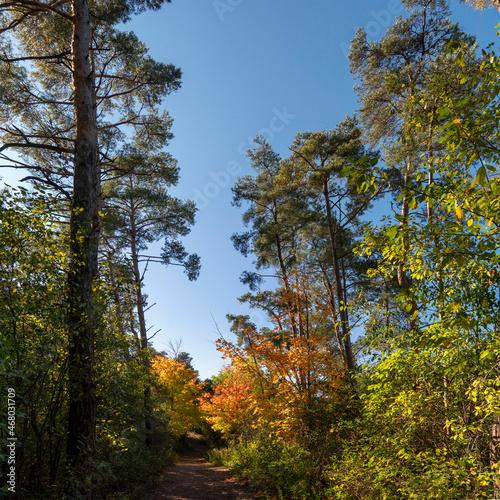 A colored path runs through a pine forest