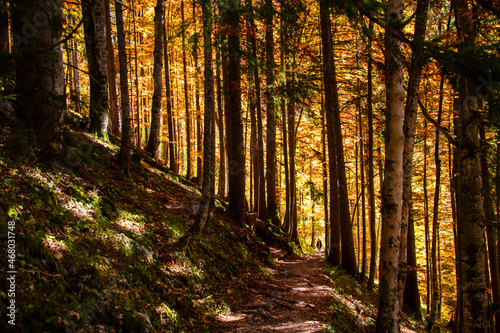 Lights and shadows on the footpath in the forest