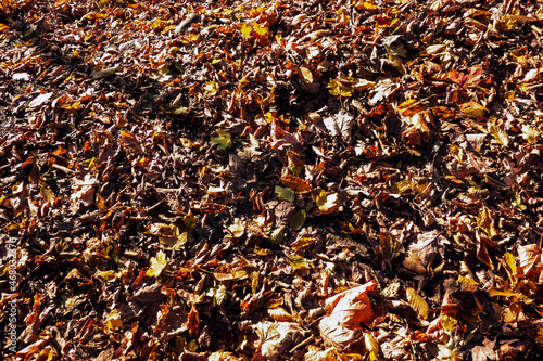 Autumn leaves in the forest during sunshine