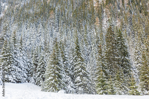 Pine trees covered with snow on frosty morning