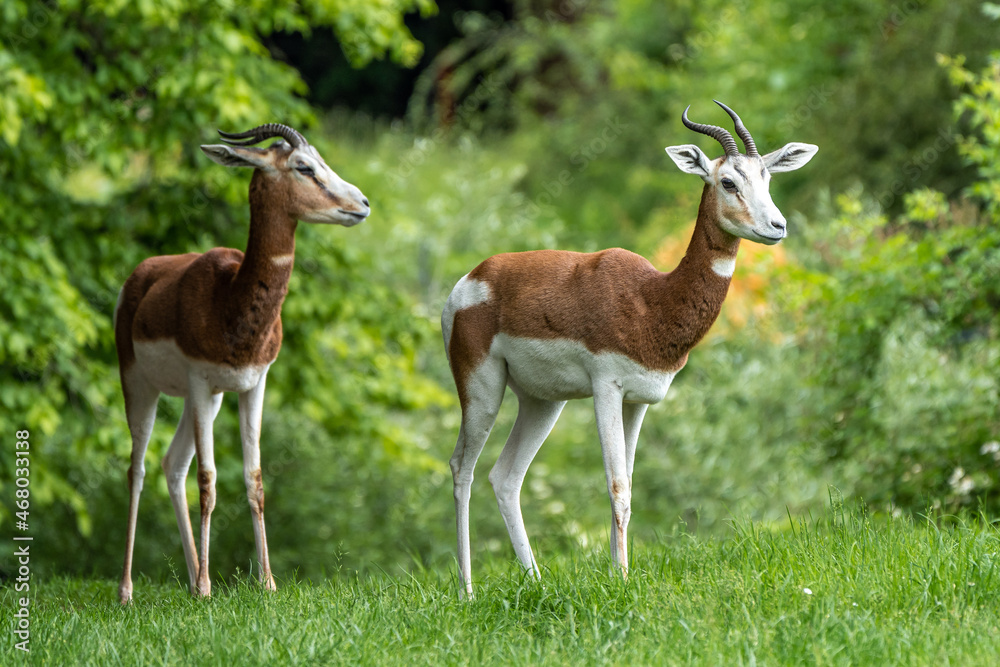 Dama gazelle, Gazella dama mhorr or mhorr gazelle is a species of gazelle Dama gazelle, Gazella dama mhorr or mhorr gazelle is a species of gazelle