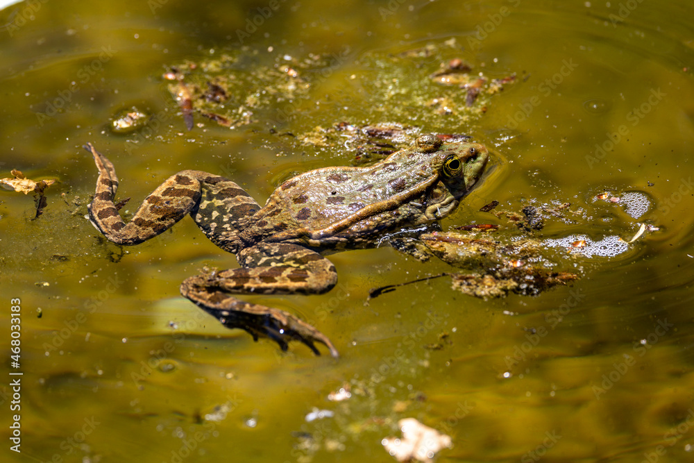 Common frog, Rana temporaria, single reptile croaking in water