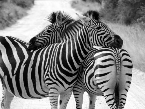 Canvas Print Grayscale of two beautiful zebras in Kruger National Park in South Africa