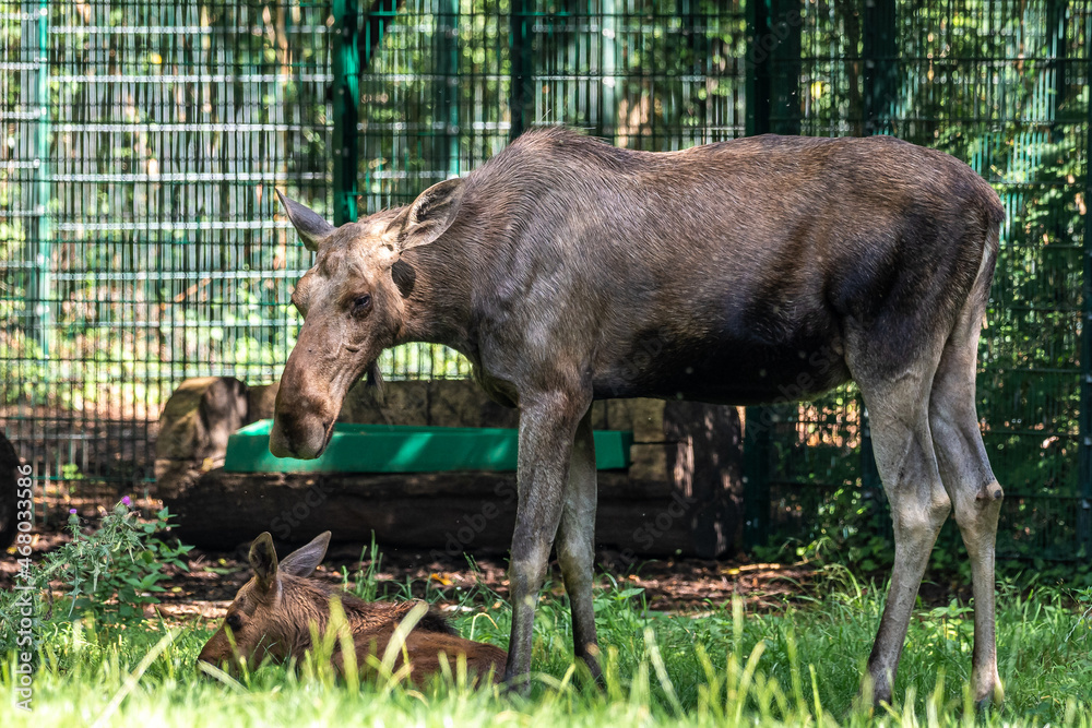 Fototapeta premium European Moose, Alces alces, also known as the elk