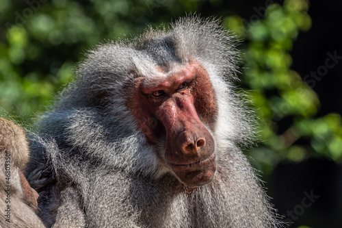 The hamadryas baboon, Papio hamadryas is a species of baboon