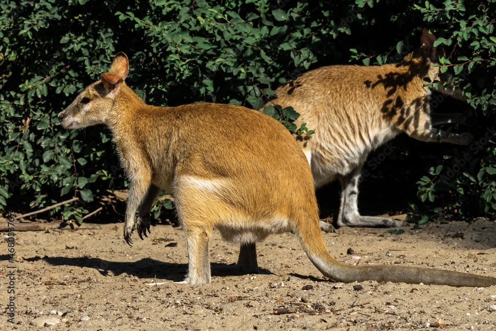 The agile wallaby, Macropus agilis also known as the sandy wallaby The agile wallaby, Macropus agilis also known as the sandy wallaby