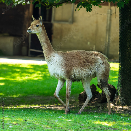Canvastavla Vicunas, Vicugna Vicugna, relatives of the llama