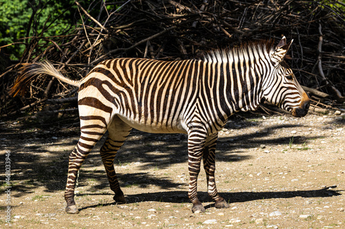 Hartmann s Mountain Zebra  Equus zebra hartmannae. An endangered zebra