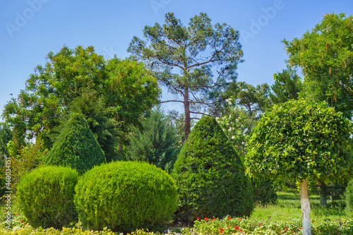 Landscaped garden on bright sunny day. The trees are cut in the form of spheres and cones. Shot in the park near the architectural complex of Hakim At-Termezi in Termez, Uzbekistan