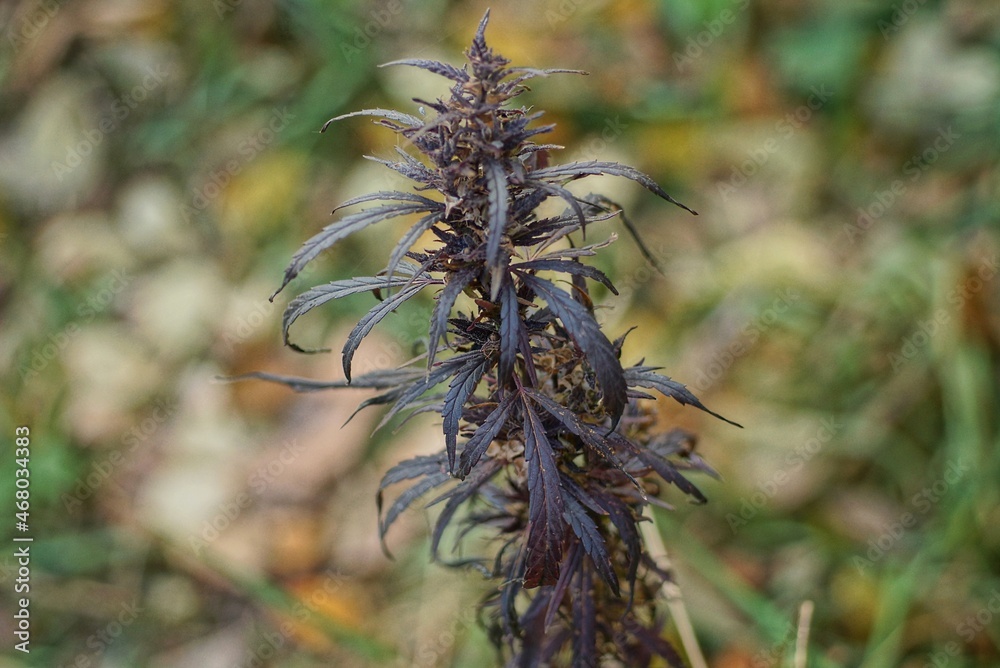 one dry bush of cannabis plant with brown leaves in nature one dry bush of cannabis plant with brown leaves in nature