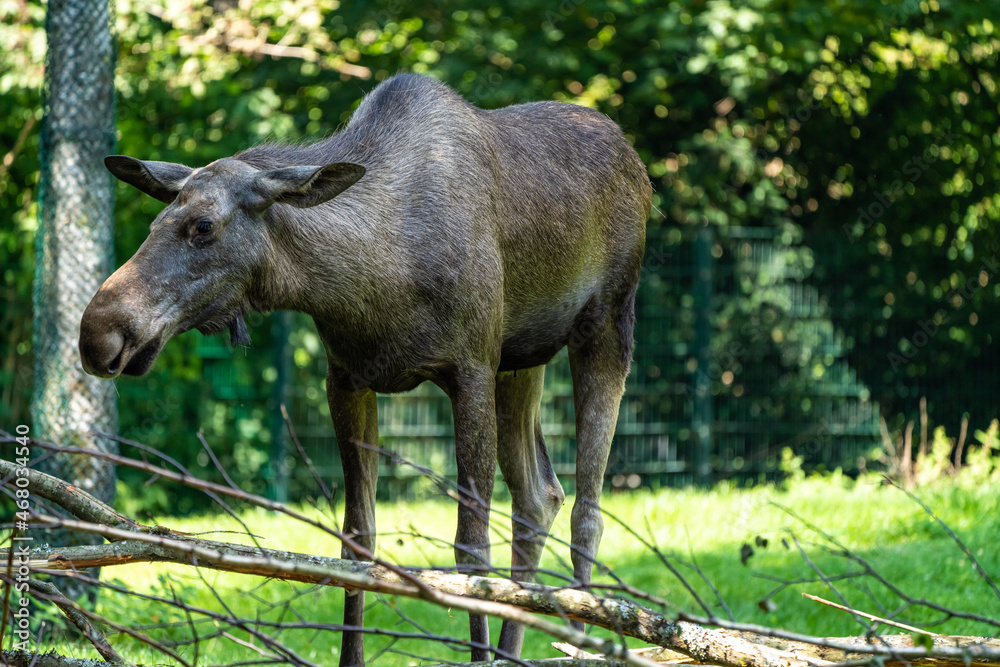 European Moose, Alces alces, also known as the elk European Moose, Alces alces, also known as the elk