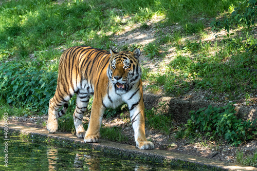 The Siberian tiger Panthera tigris altaica in a park