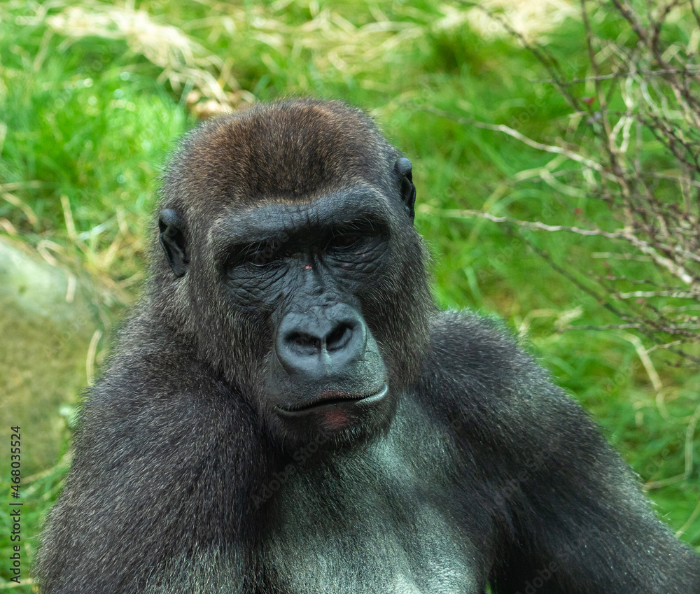 Gorillas are ground-dwelling, predominantly herbivorous apes, Sub-Saharan Africa