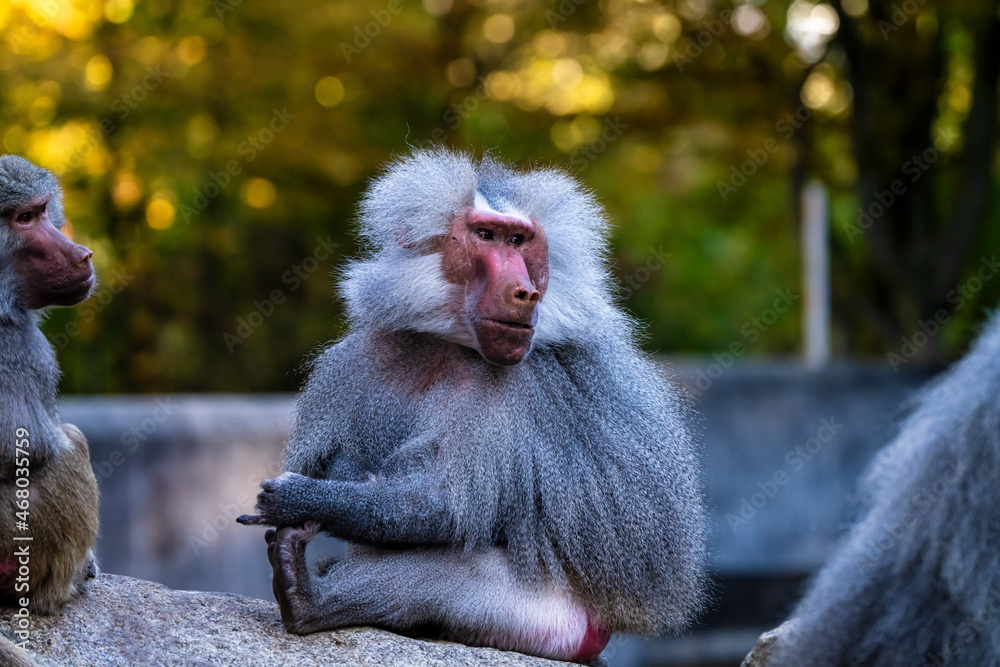 Fototapeta premium The hamadryas baboon, Papio hamadryas is a species of baboon