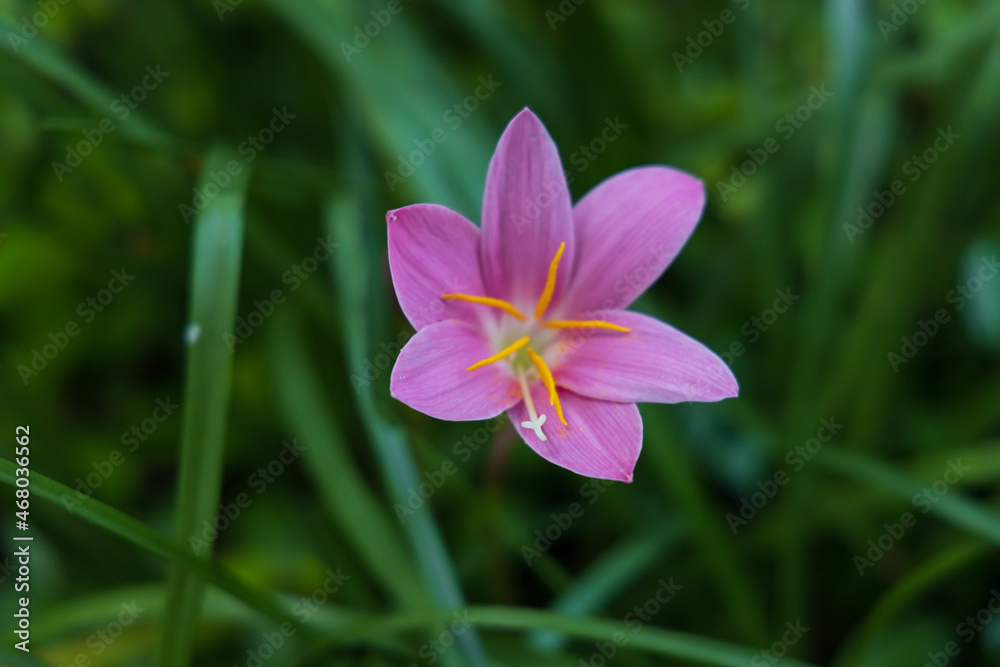 Rosy pink Zephyr lily, close up Rosy pink Zephyr lily, close up