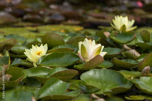 Lily pads with yellow water lilies in a pond 