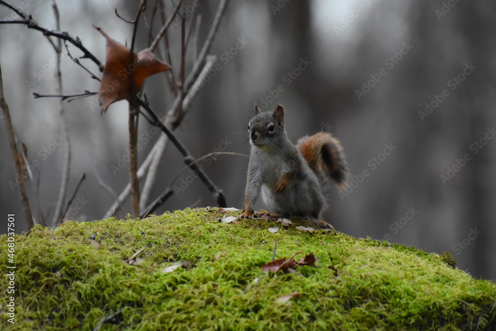Obraz premium Little squirrel on its big rock in the Canadian forest in Quebec