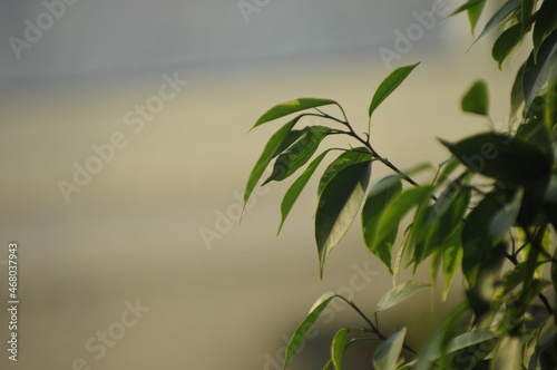 Green leaves ficus background. Ficus Benjamin.