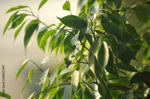 green leaves background. Ficus Benjamin.