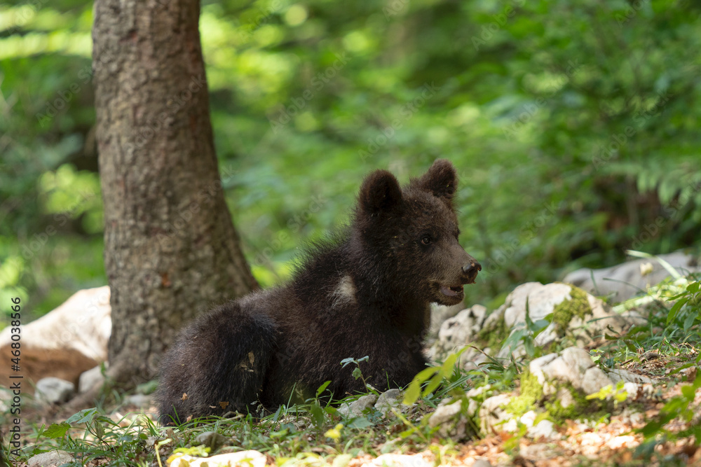 Brown bear in the forest. Family of bear in Slovenia. European wildlife. Brown bear in the forest. Family of bear in Slovenia. European wildlife.