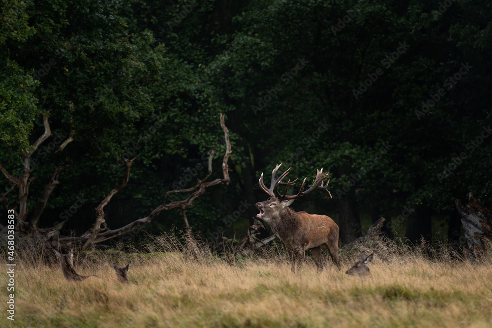 Red deer roaring in the meadow. Deer during rutting time. European wildlife. Red deer roaring in the meadow. Deer during rutting time. European wildlife.